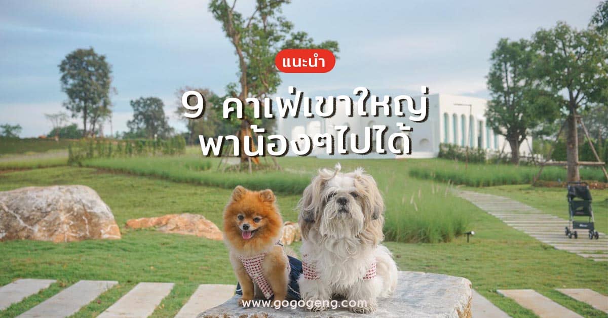 รวมคาเฟ่เขาใหญ่ พาน้องหมาไปได้ - GOGOGENG