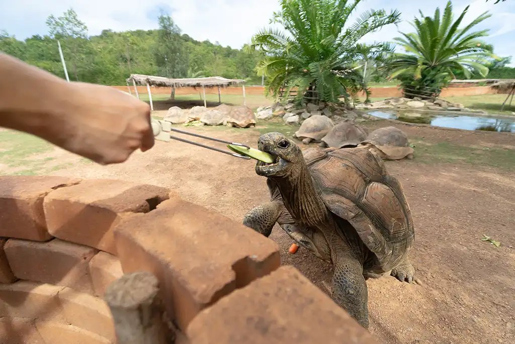 turtle