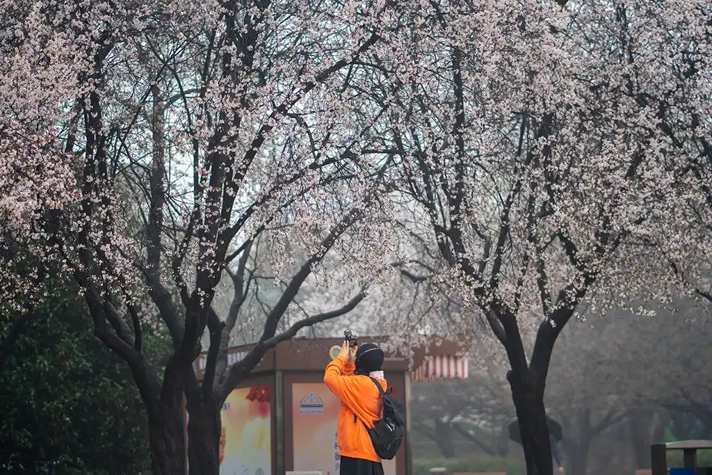 xian-sakura