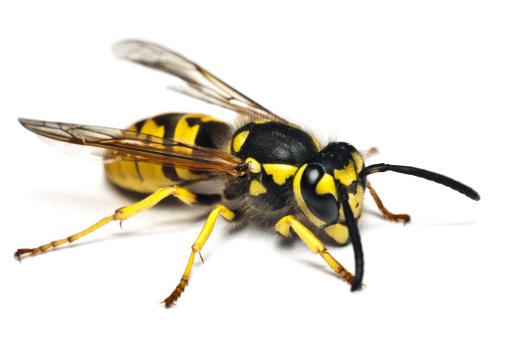 Live wasp