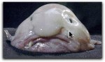 Blog.Blob