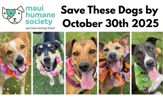 Be a Hero and Save An At Risk Dog by October 30th 2025