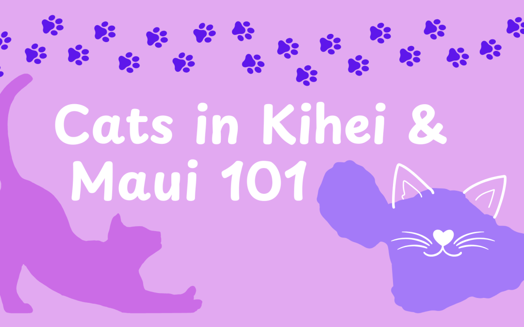 Feral Cats in Kihei & Maui: Everything You Need to Know