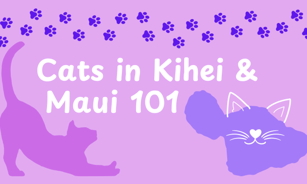 Feral Cats in Kihei & Maui: Everything You Need to Know