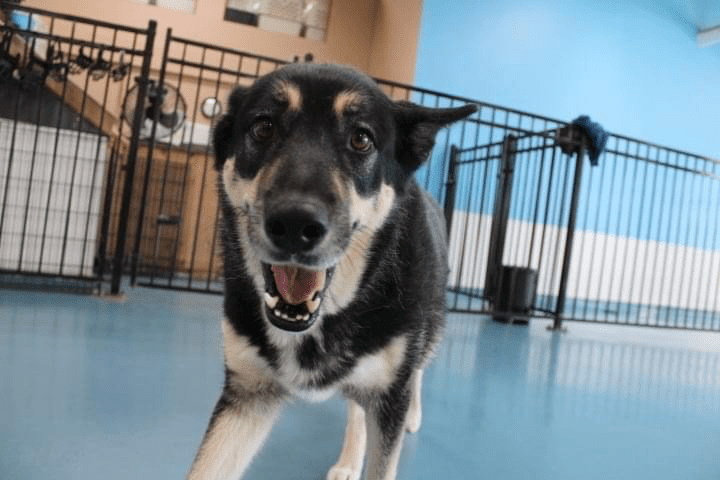 dog unexpectedly walks itself to daycare - chvnradio southern manitobas hub for local and christian news and adult contemporary christian programming on happy tails pet resort winnipeg