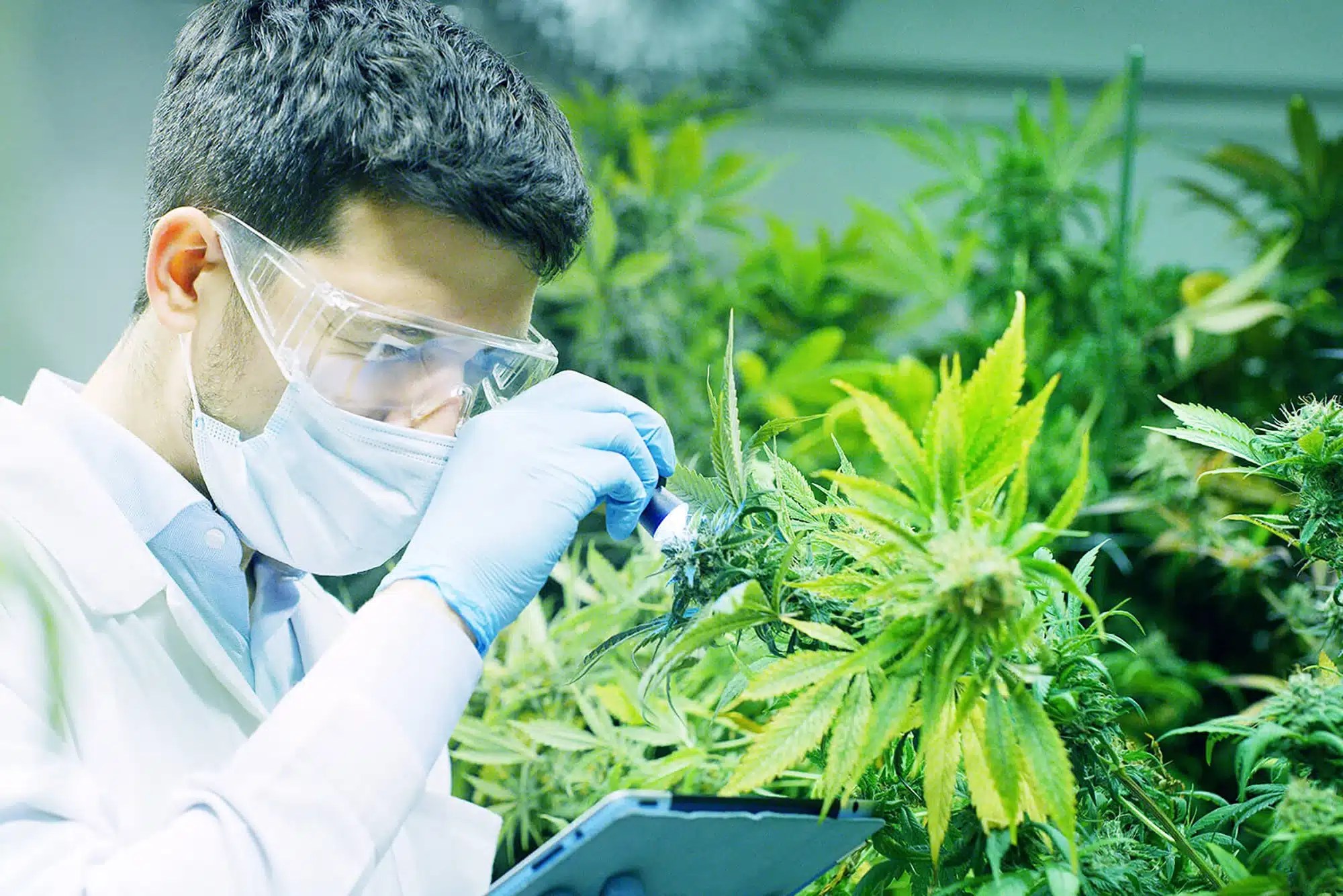 Fleurs dans un laboratoire