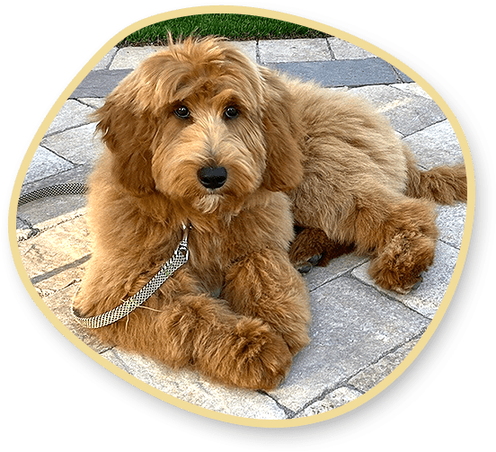 F1 mini Teddy Bear Goldendoodle puppies