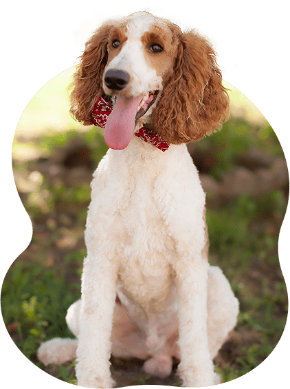 AKC Standard Poodle