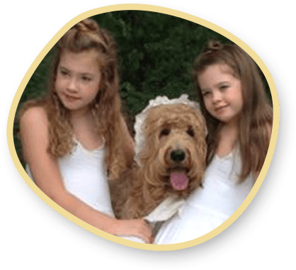 F1B standard Goldendoodle
