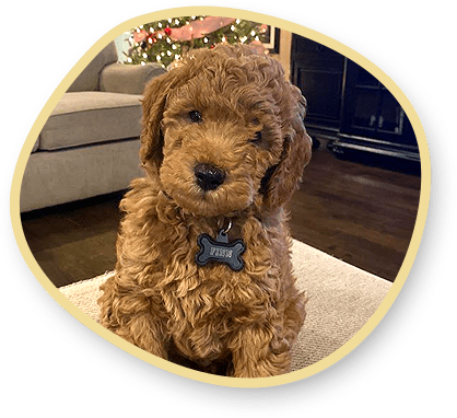 F1 mini Teddy Bear Goldendoodle puppies
