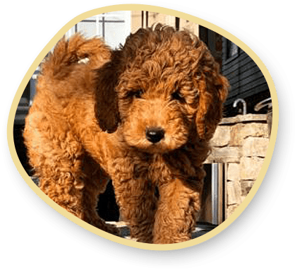 F1 mini Teddy Bear Goldendoodle puppies
