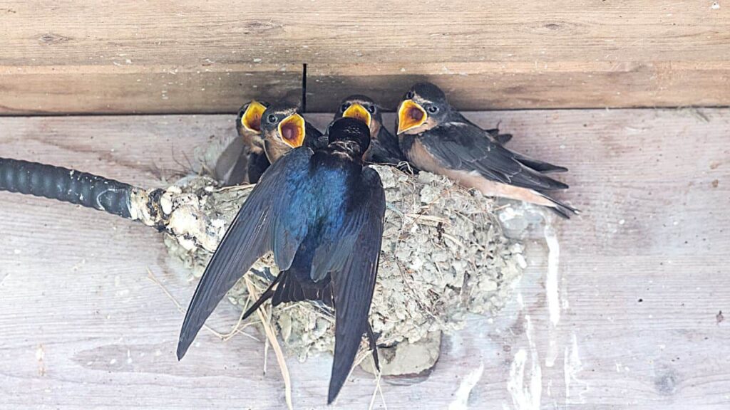 Swallows in chimney: 7 facts homeowners must know in 2024