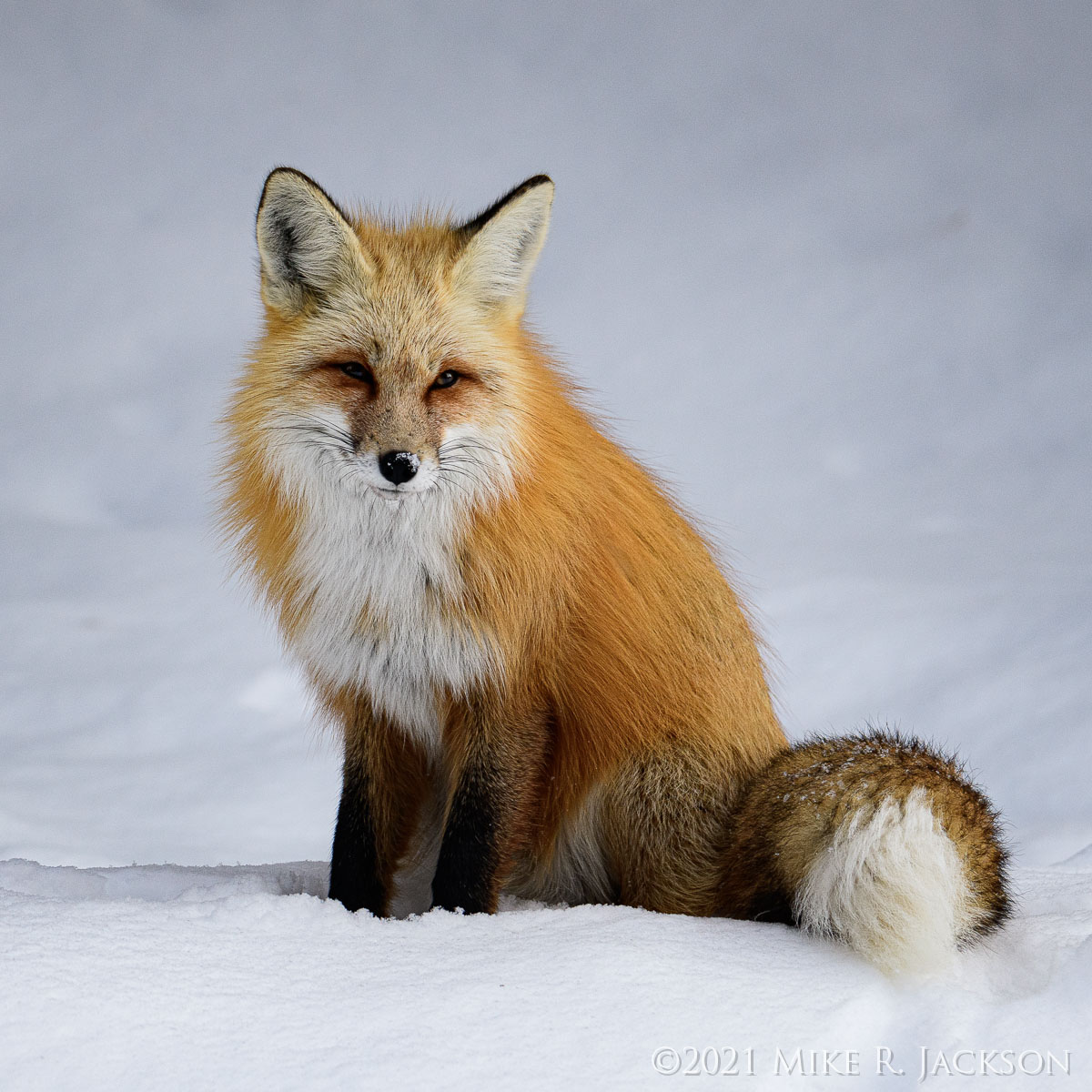 Foxes in Jackson Hole - Golden Studios