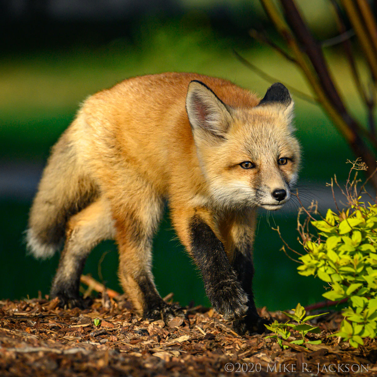 Foxes in Jackson Hole - Golden Studios