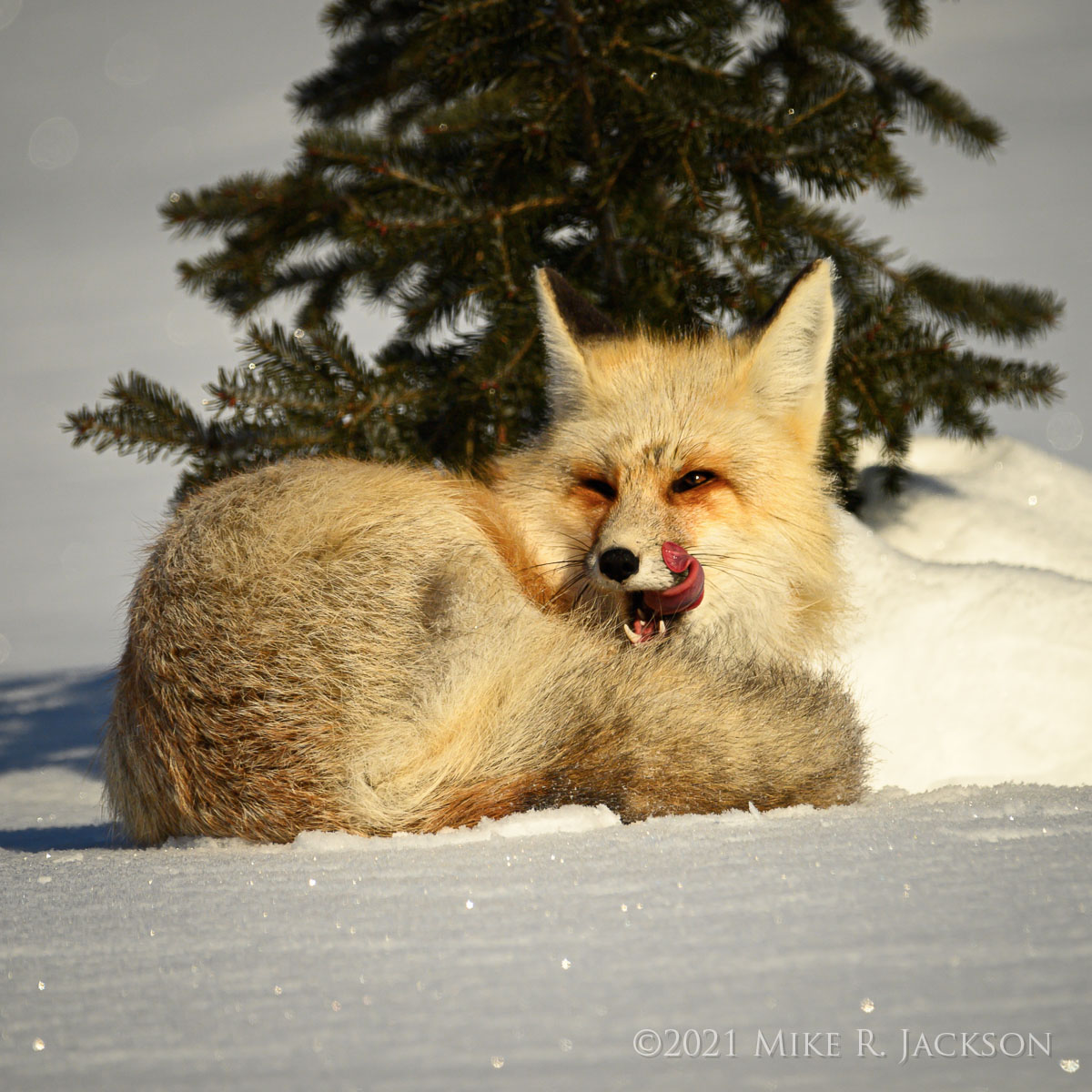 Foxes in Jackson Hole - Golden Studios