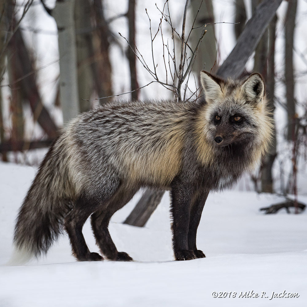 Foxes in Jackson Hole - Golden Studios