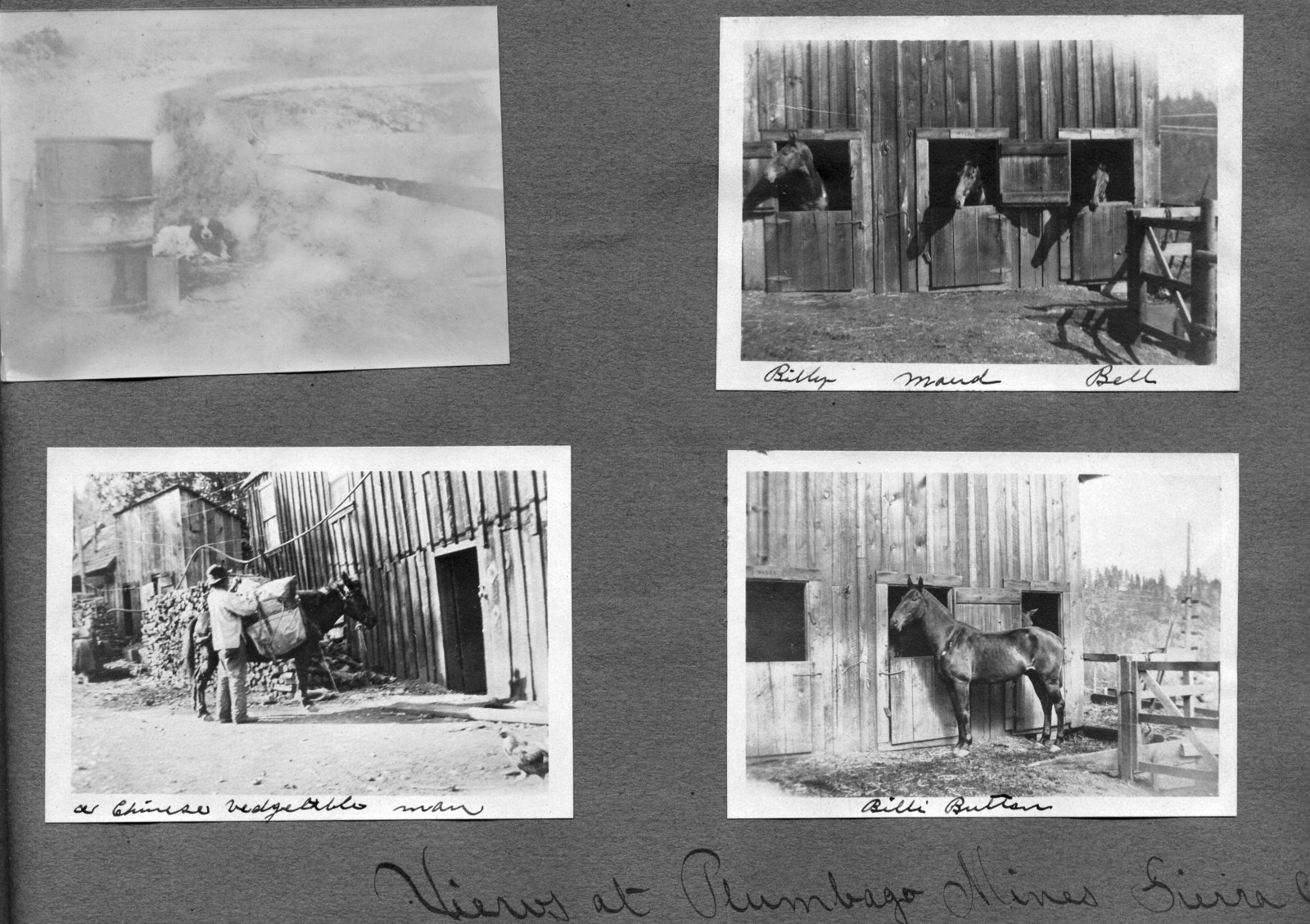 Plumbago Mine Horses