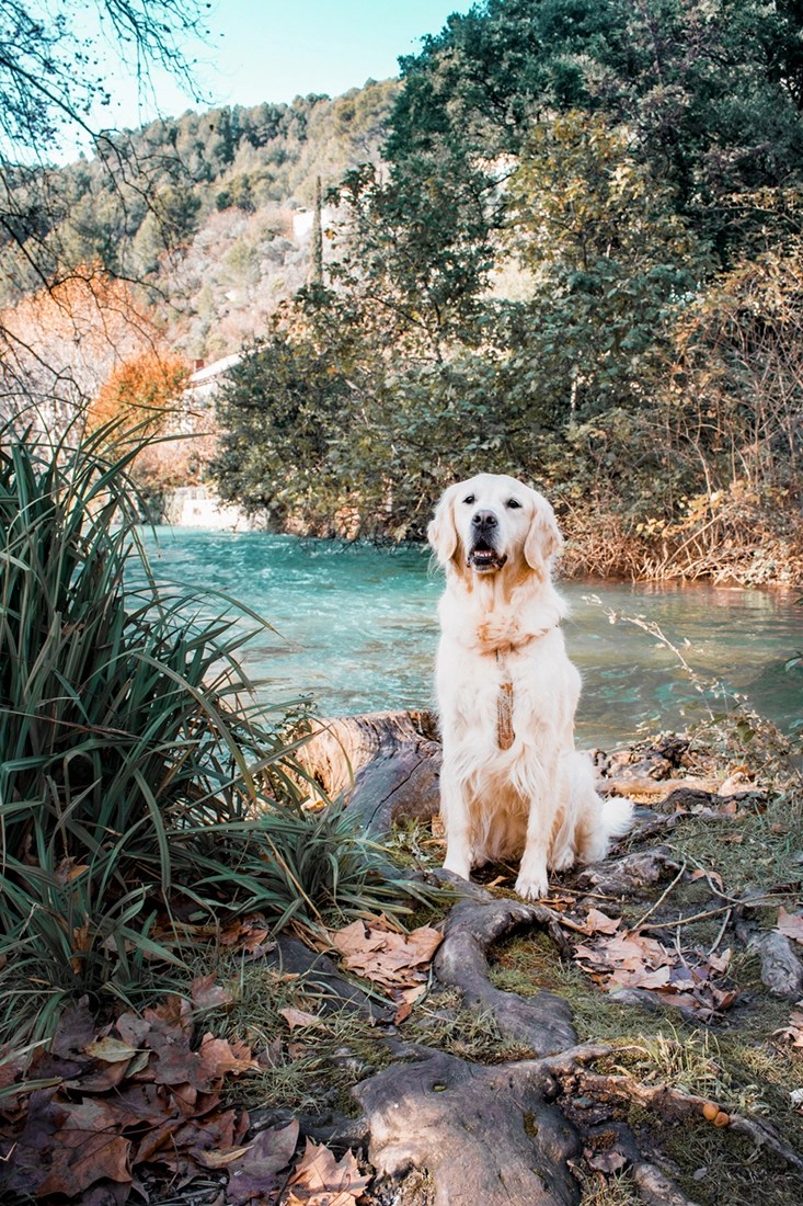 Quand visiter Fontaine du Vaucluse avec son chien