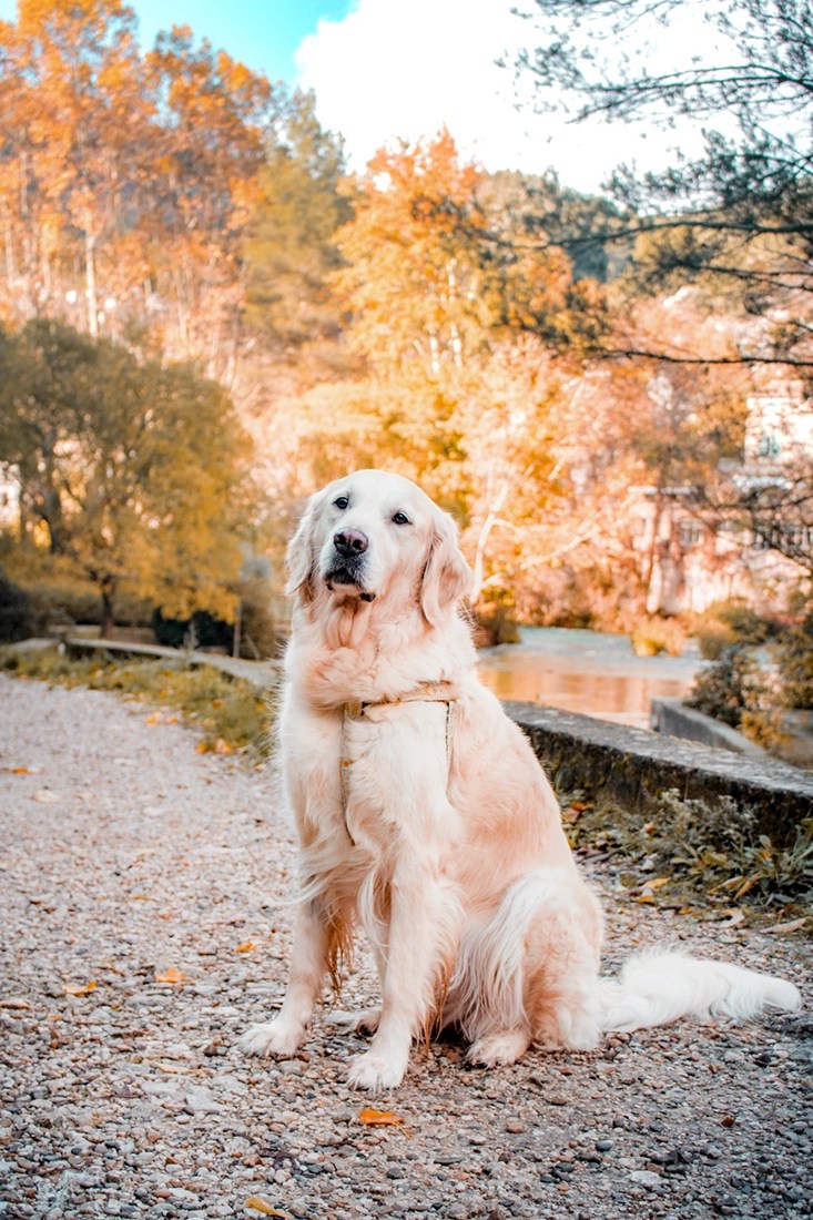 Quand visiter Fontaine du Vaucluse avec son chien