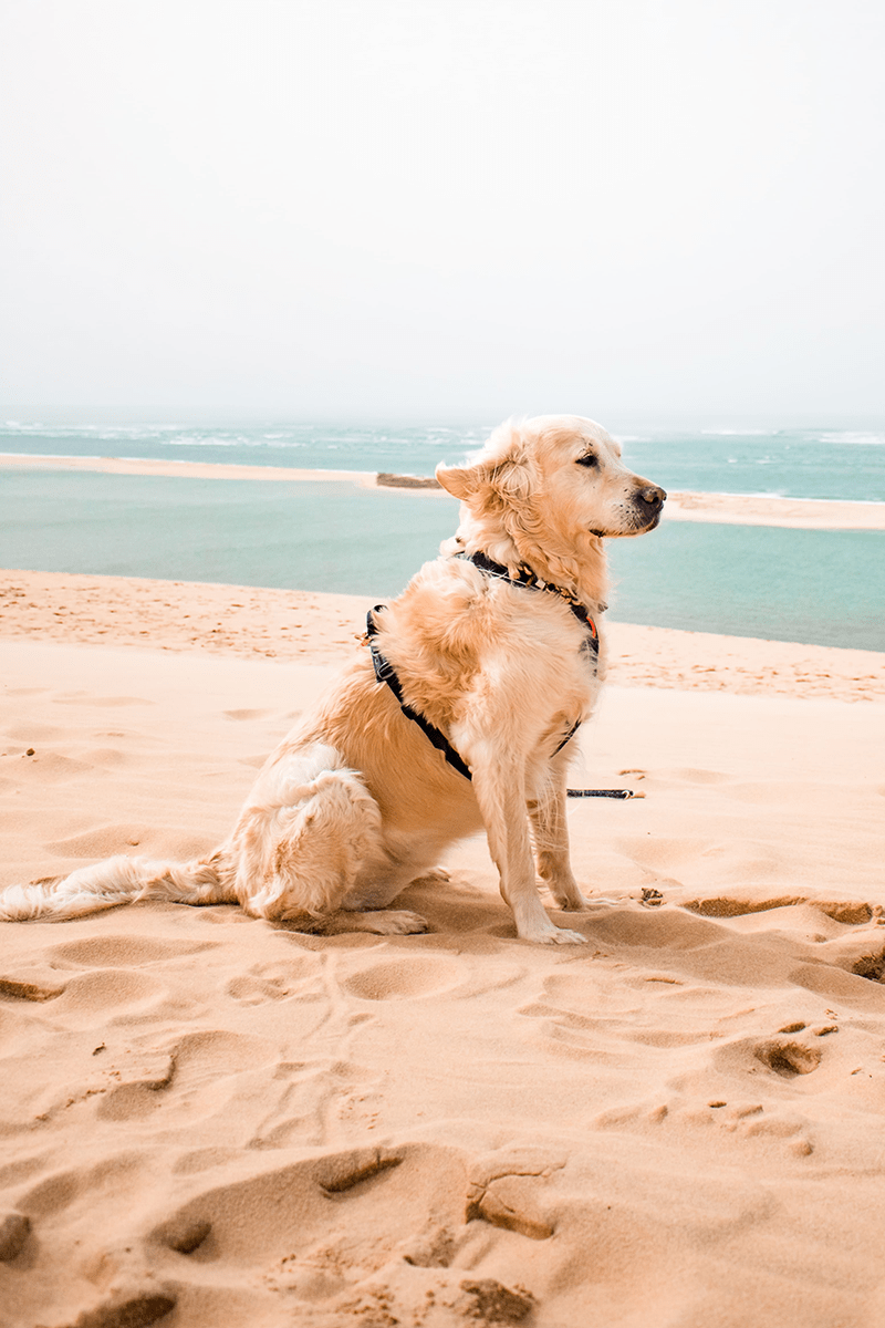 La dune du Pilat avec son chien