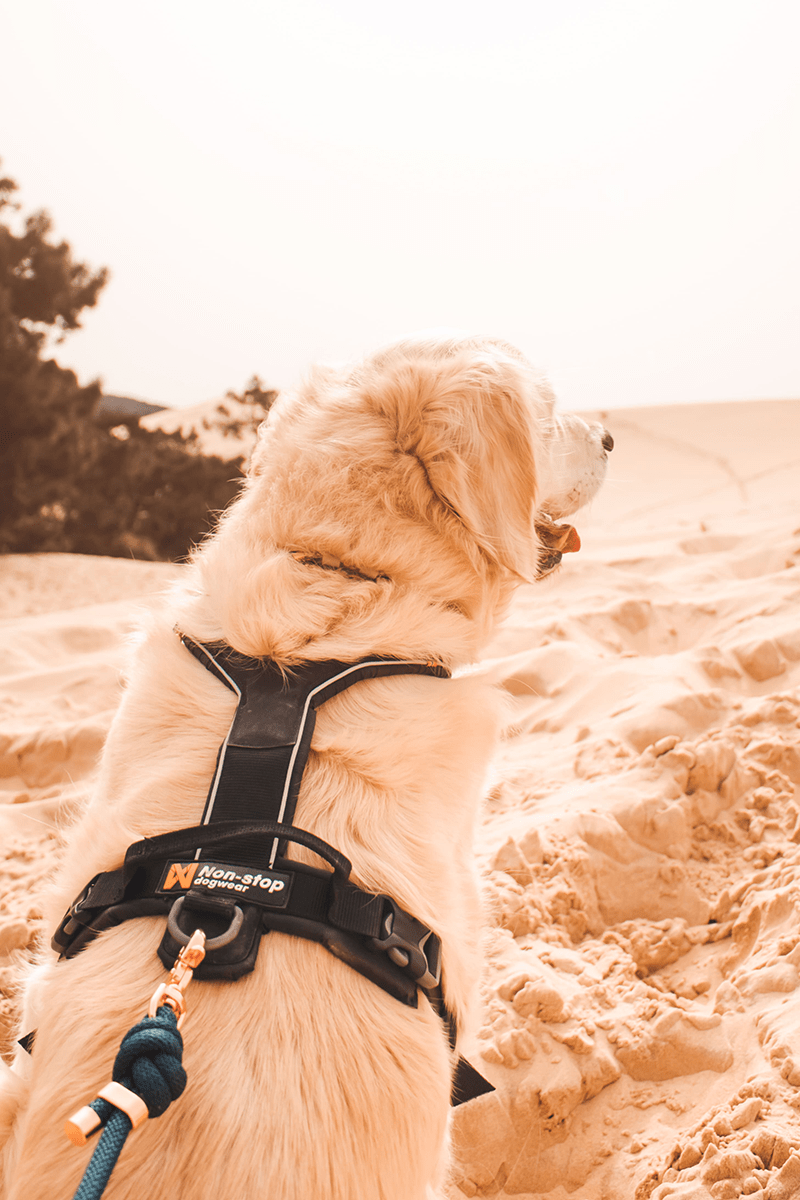 La dune du Pilat avec son chien