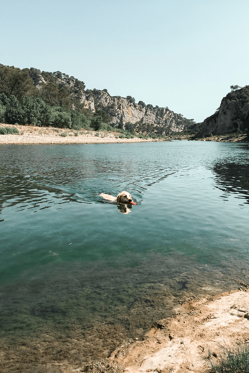 Randonnée dans les Gorges du Gardon avec son chien