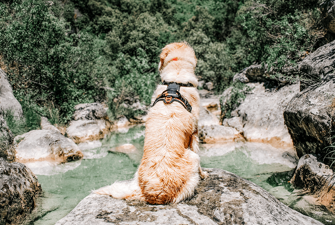 Randonnée dans les petites Aiguières avec son chien