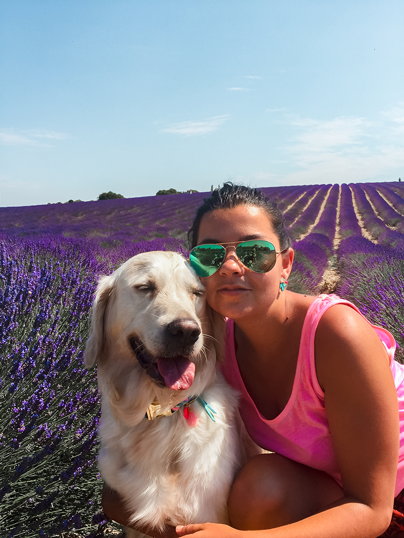 Valensole avec son chien