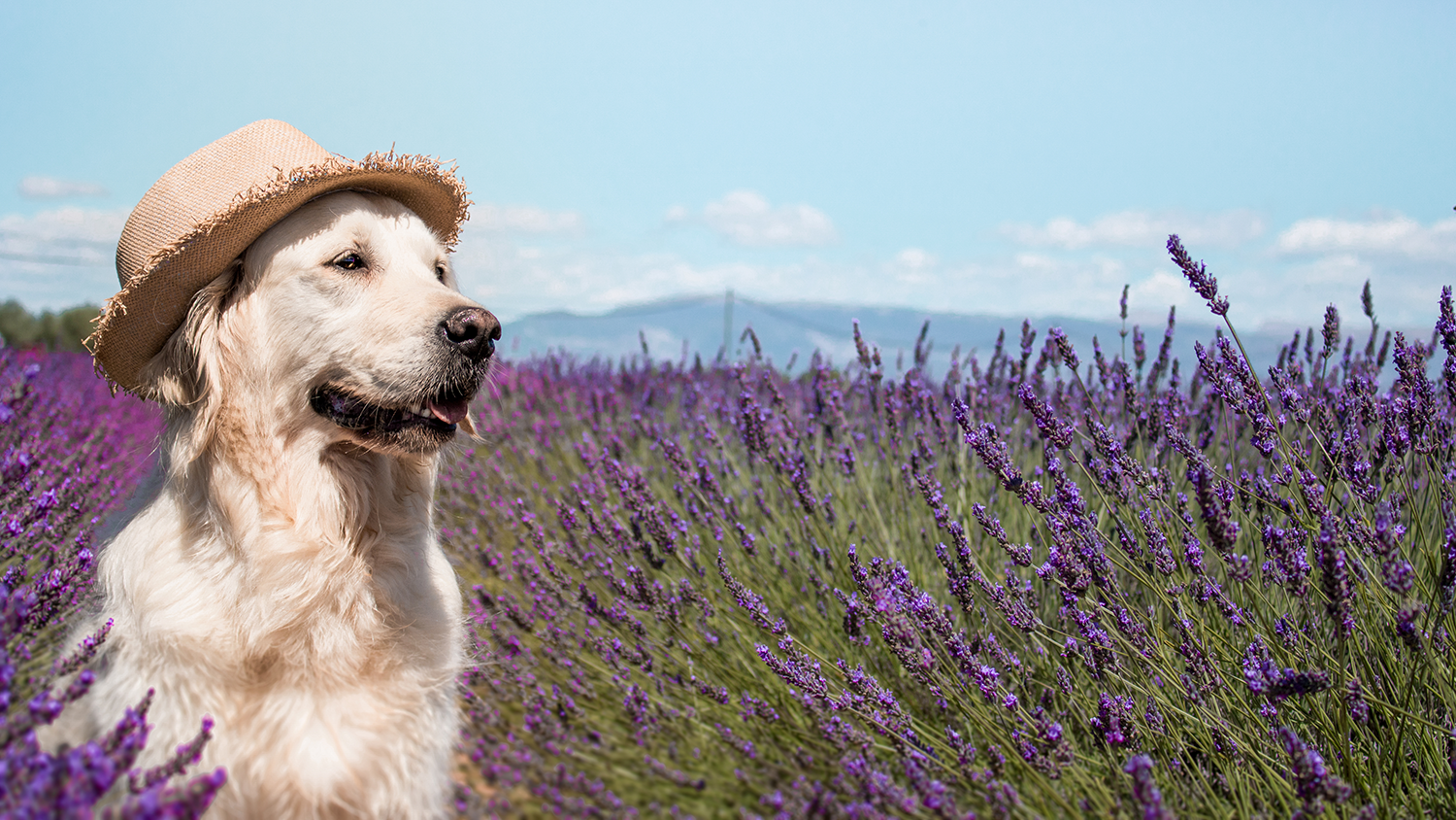 Valensole avec son chien