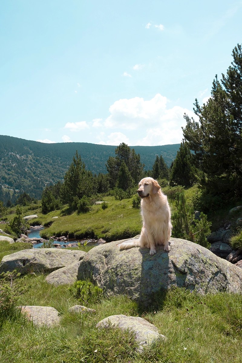 Randonnée dans les Pyrénées avec son chien