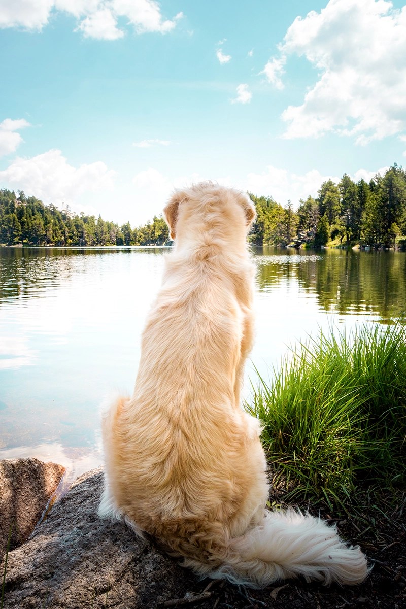 Randonnée dans les Pyrénées avec son chien