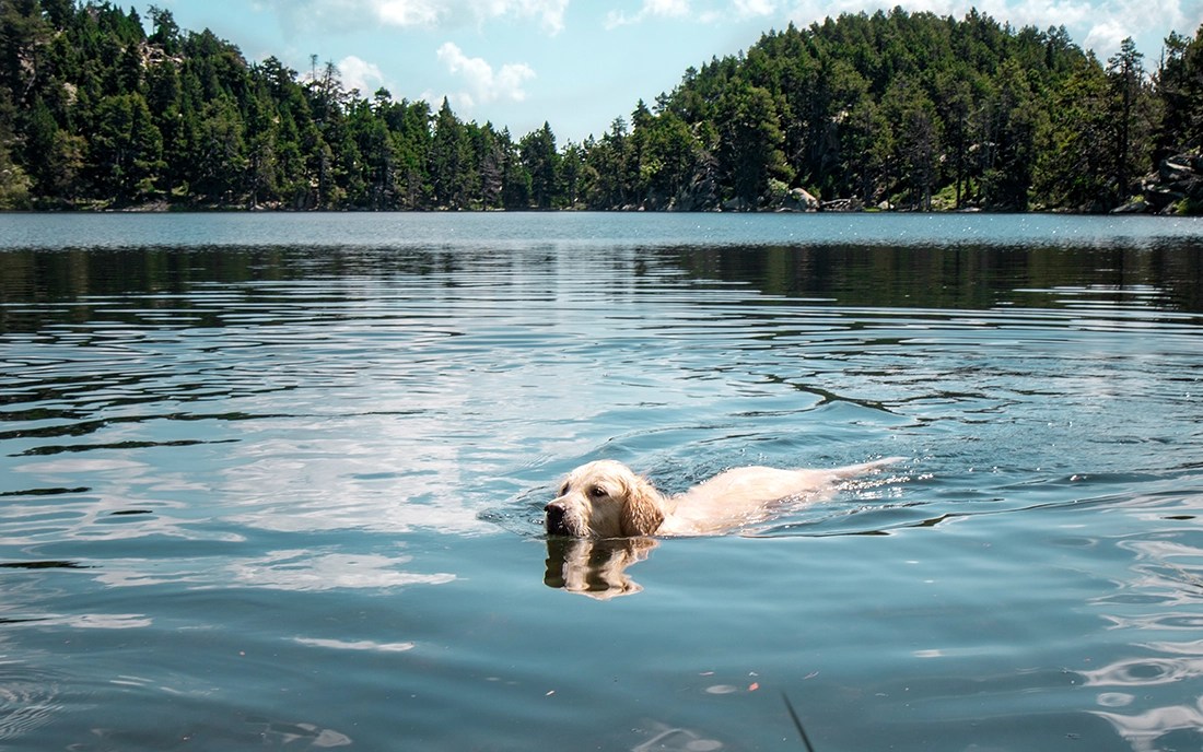 Randonnée dans les Pyrénées avec son chien
