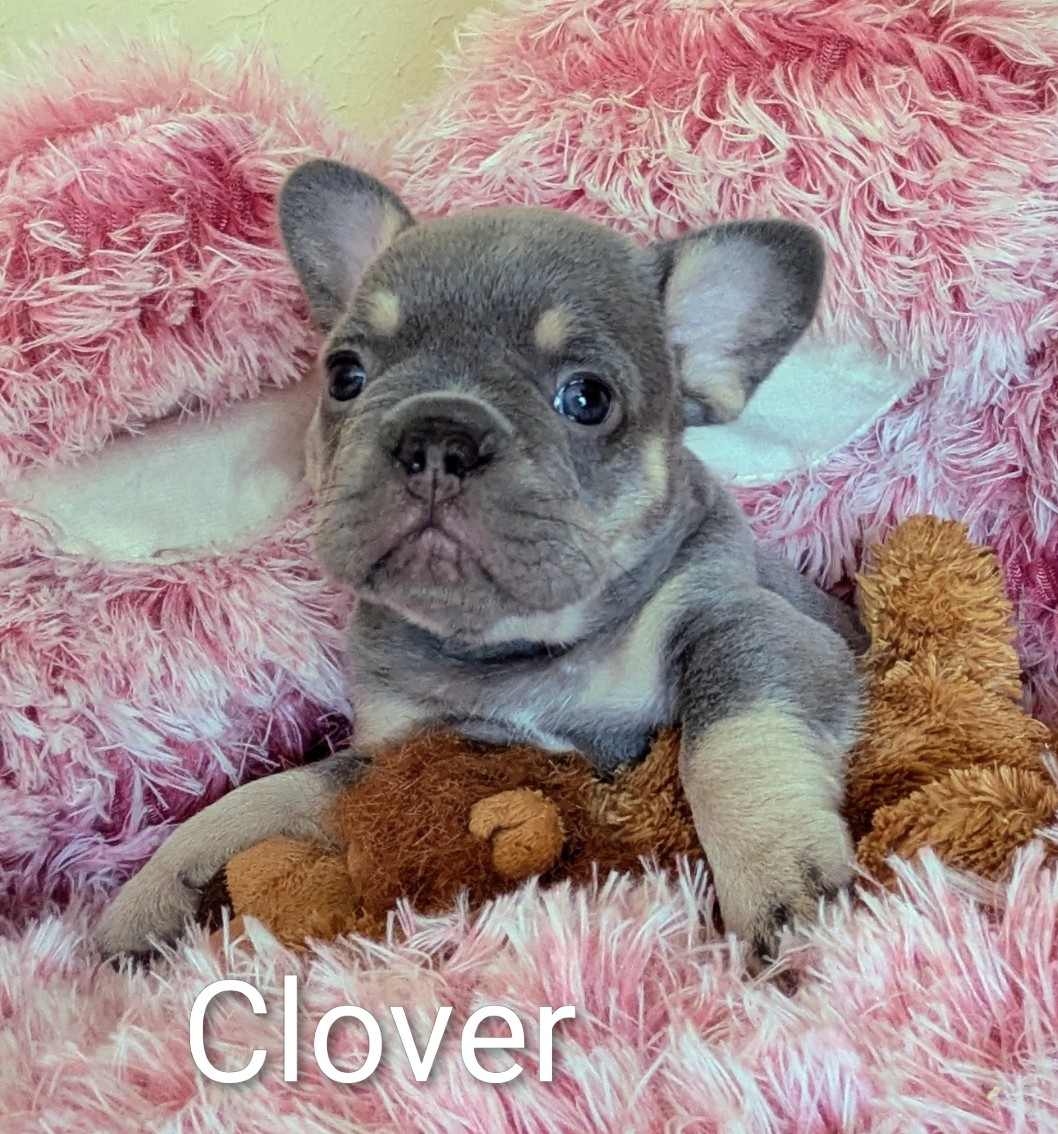 CLOVER