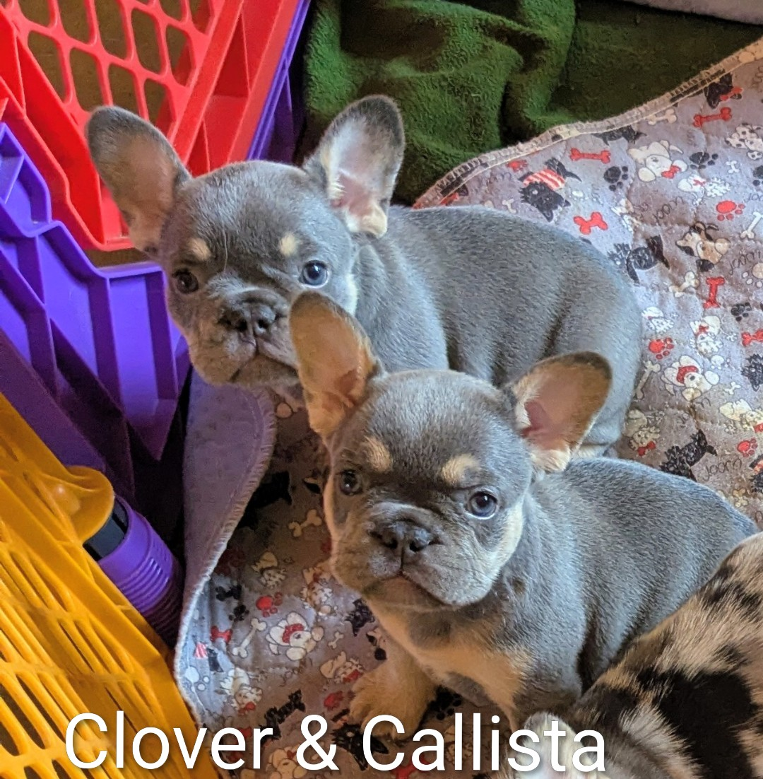 CLOVER-CALLISTA