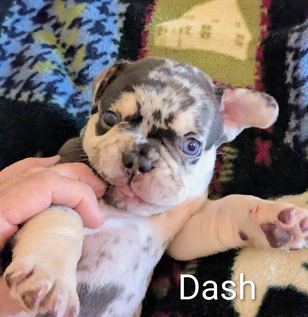 DASH