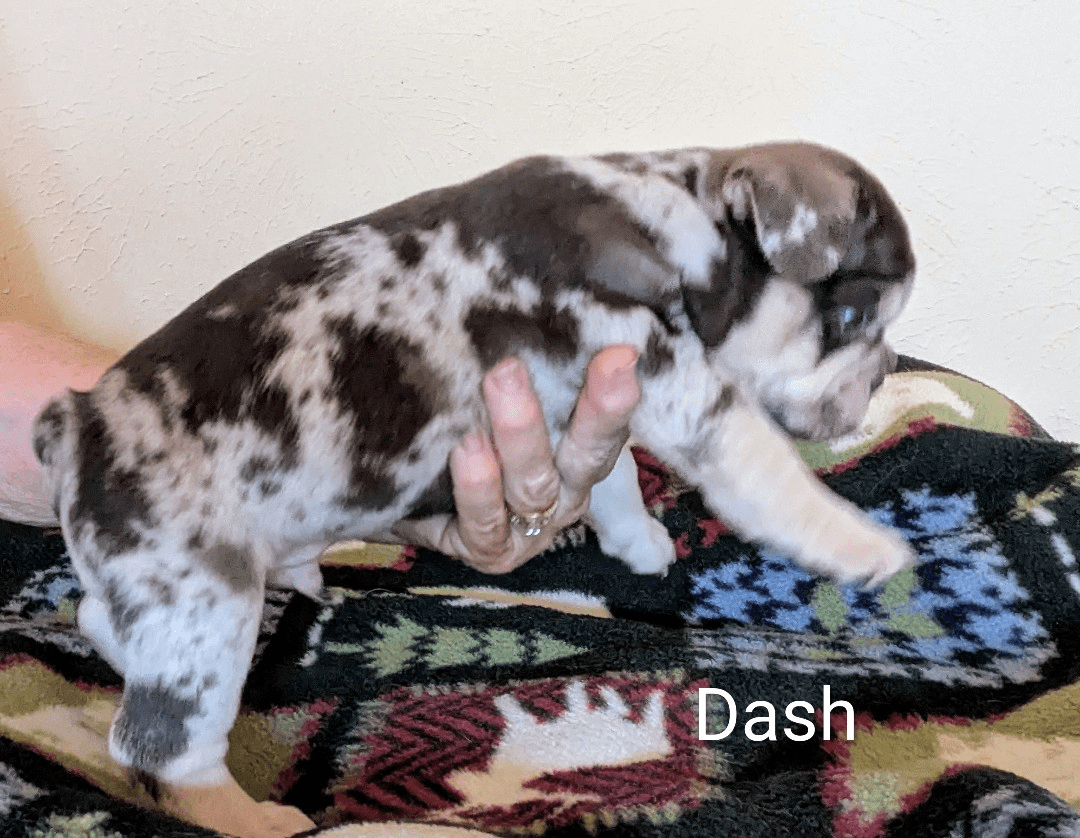 DASH SIDE