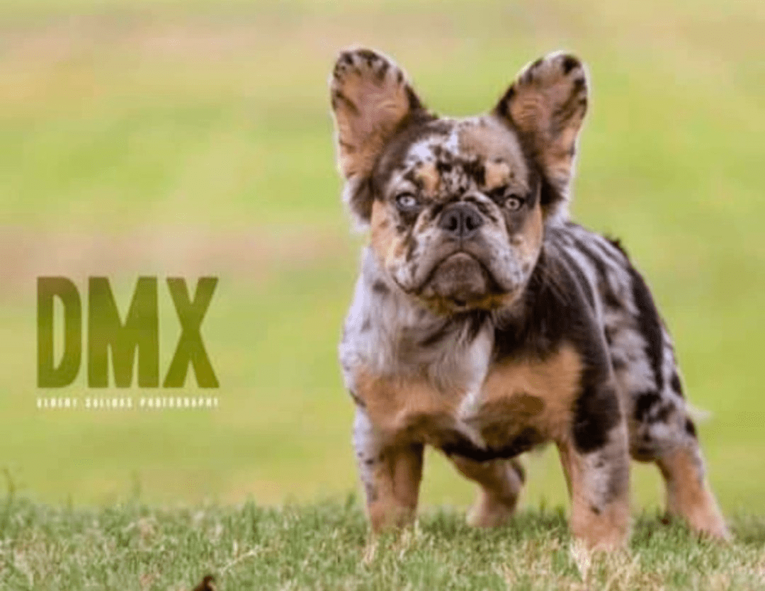 SIRE: TFBs DMX