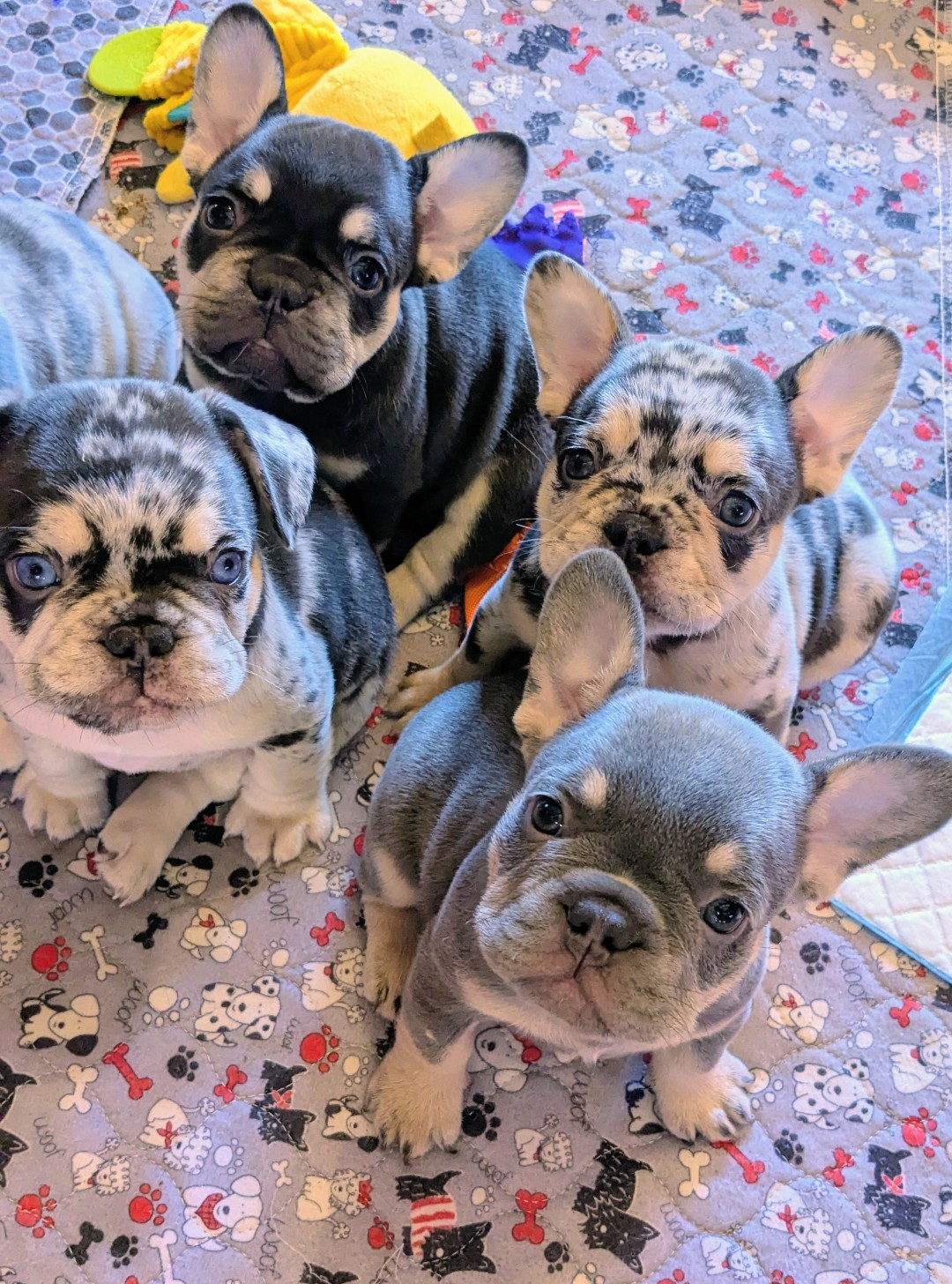 FOUR PUPS