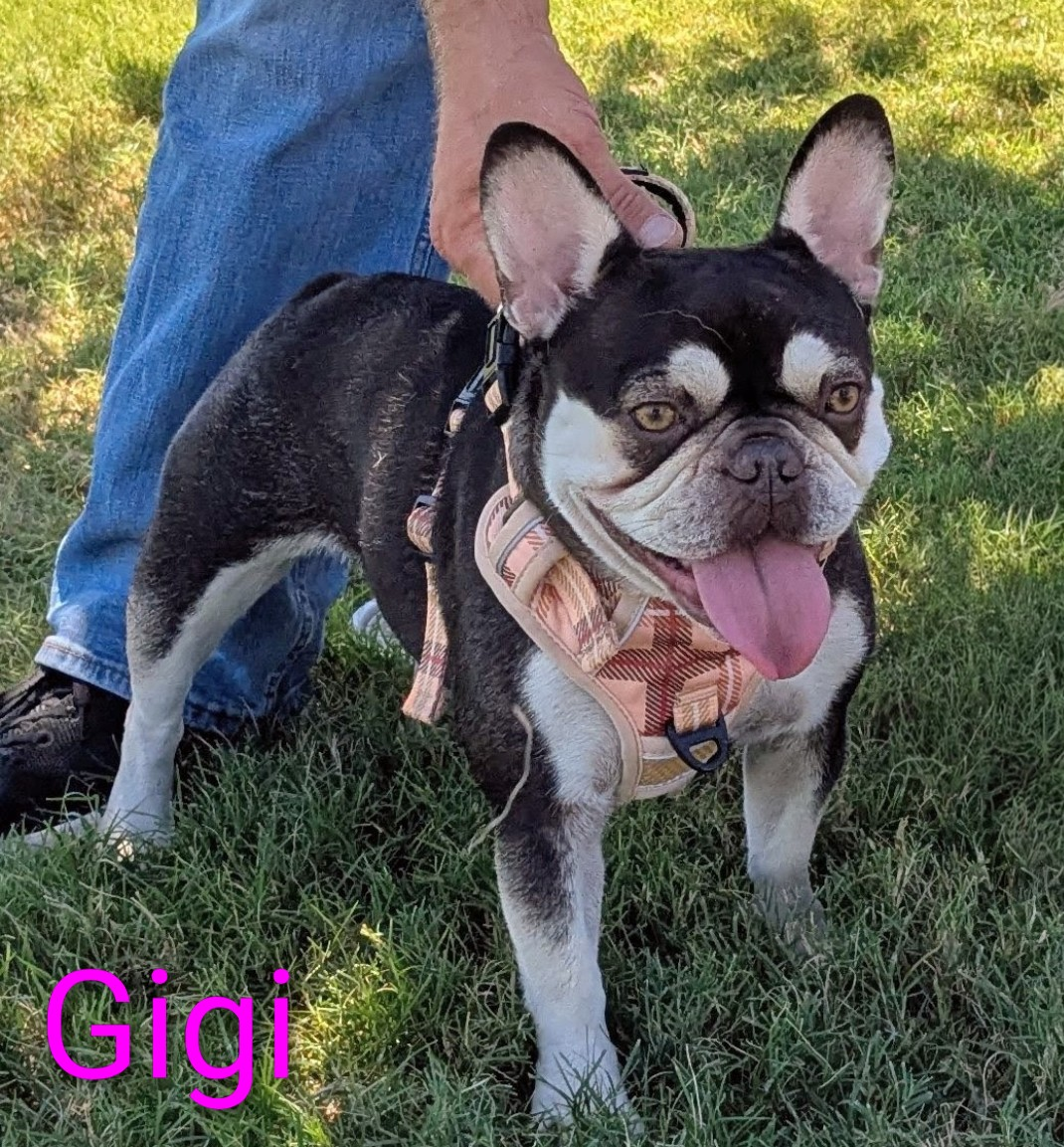 DAM: GOLDWAY GIGI