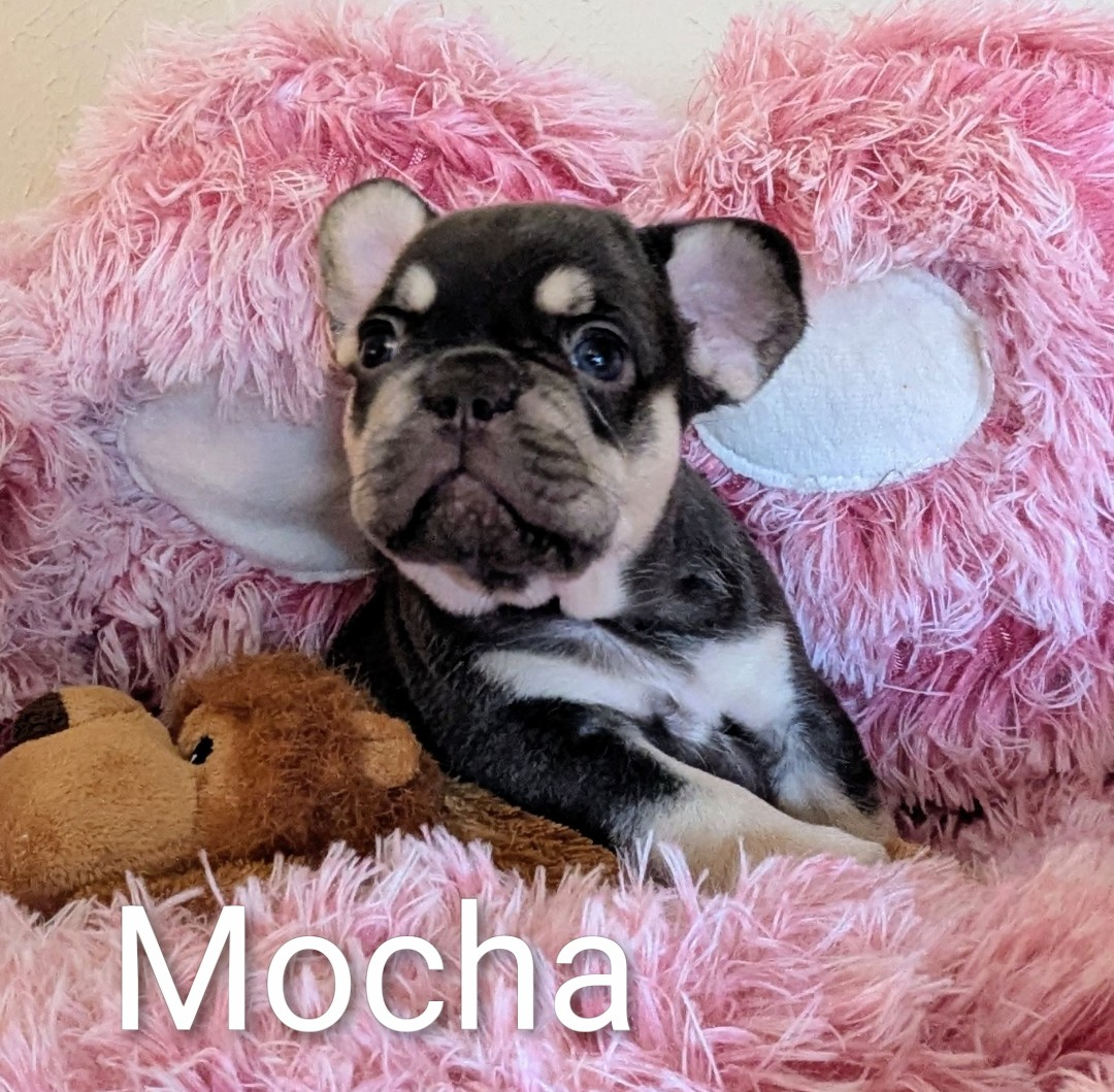 MOCHA