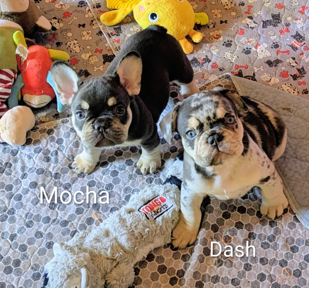 MOCHA-DASH