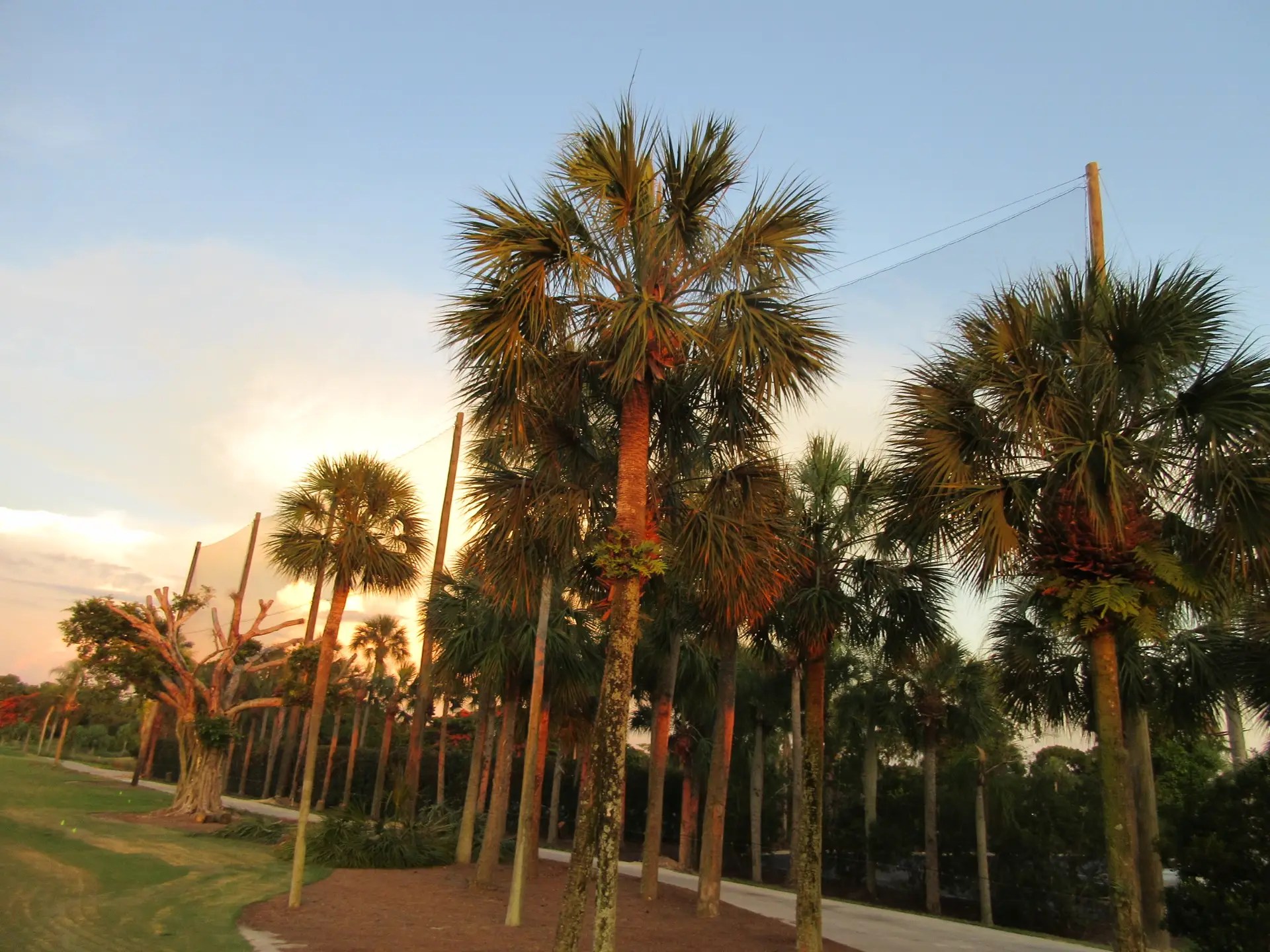 50' High Sports Netting Install