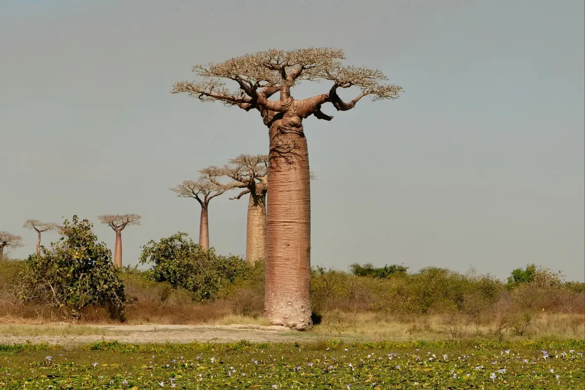 Kirindy Mitea National Park Travel Guide