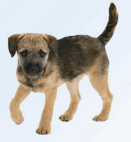 Go Math Answer Key Grade 1 Chapter 1 Addition Concepts 118