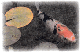 Texas Go Math Grade 1 Lesson 6.3 Answer Key 16