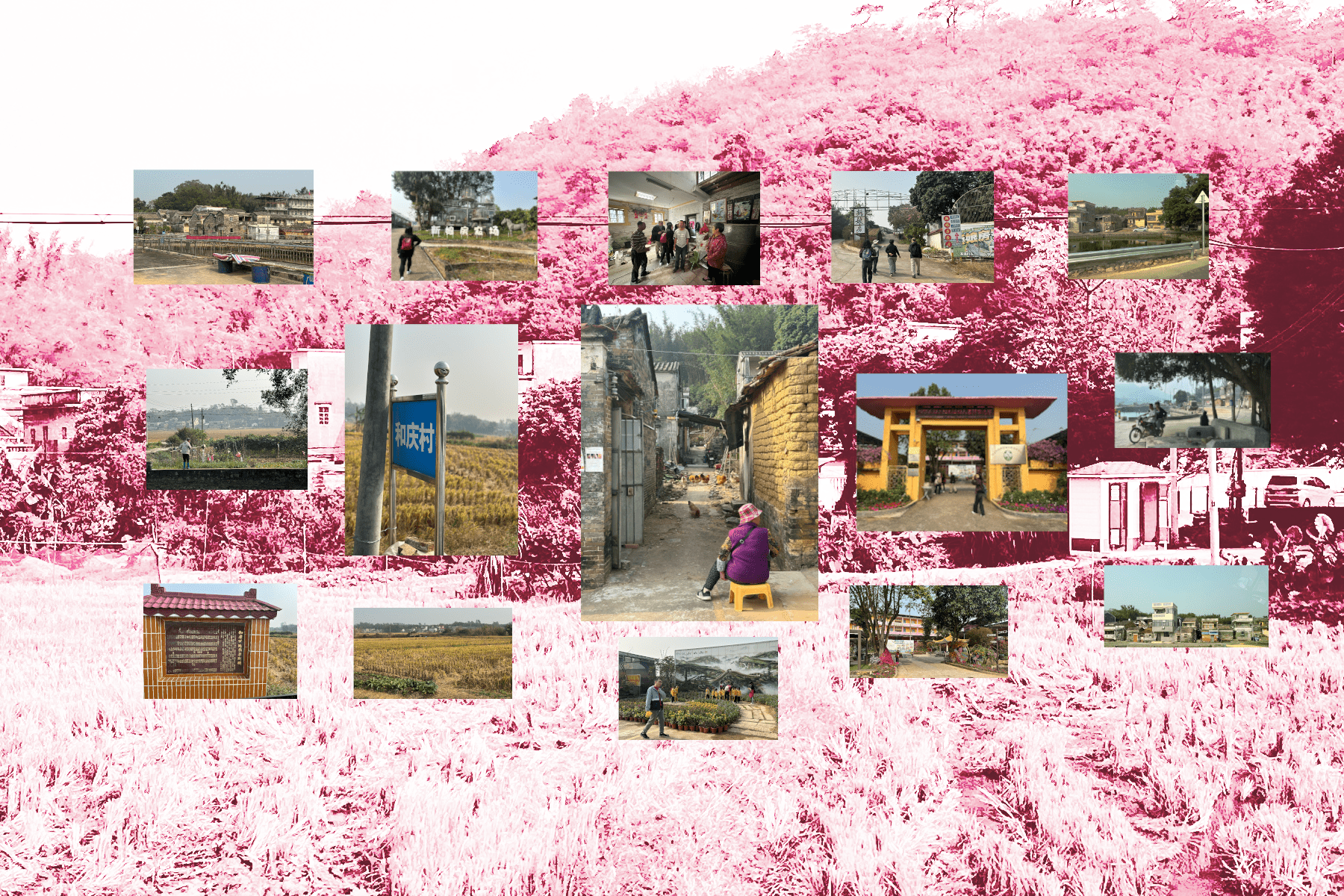 Read more about the article Photos of Gom Benn — Flowers, Chickens and All