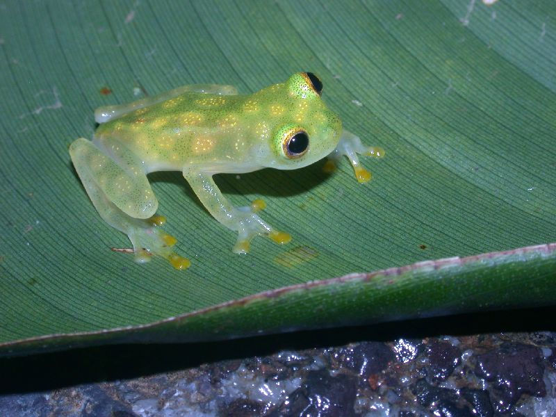 Fleischmann's Glass Frog (Hyalinobatrachium fleischmanni) -