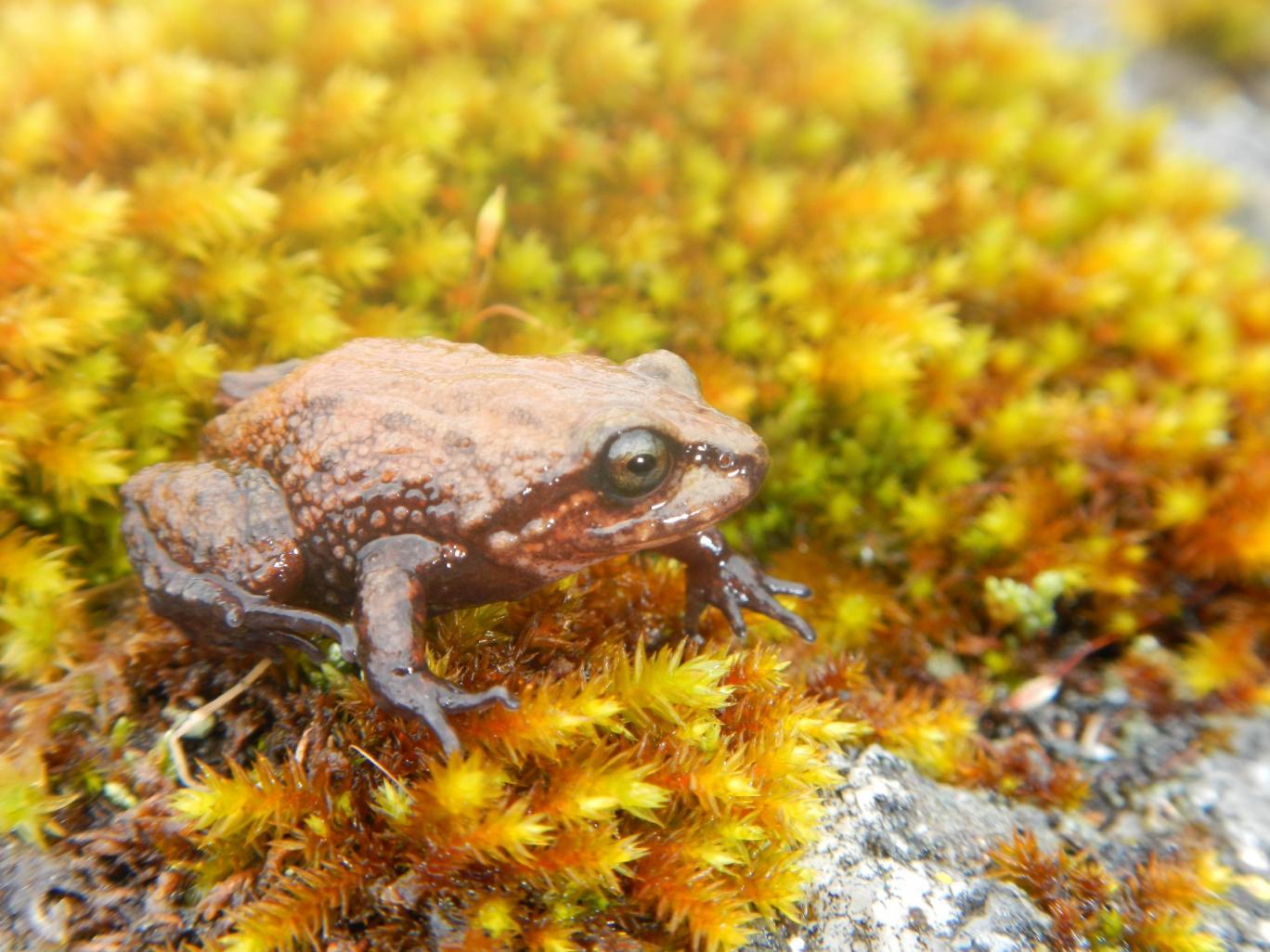 New Frog Species Named after David Attenborough -