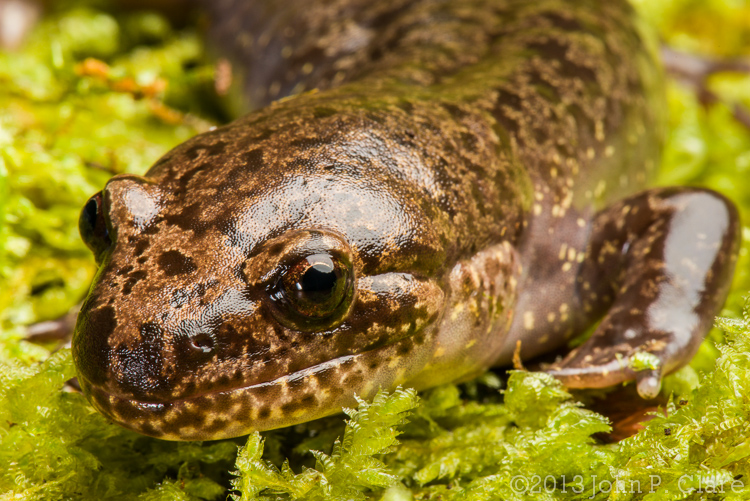 Largest Salamanders in the World