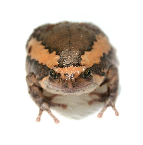 Chubby Frog (Kaloula pulchra)